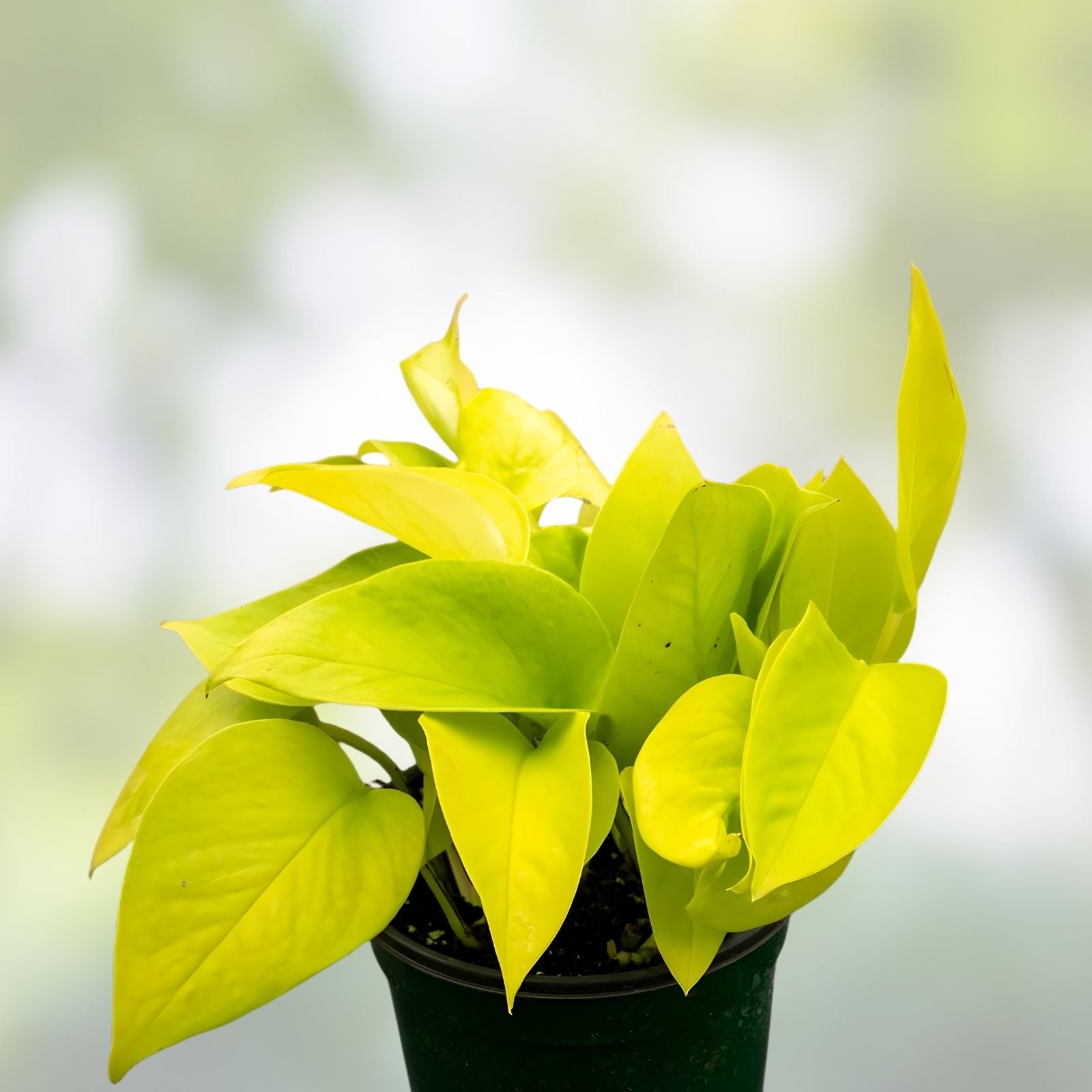 Rooted Neon Pothos Plant Epipremnum aureum 2.5" Pot Live Houseplant Vibrant Green Foliage
