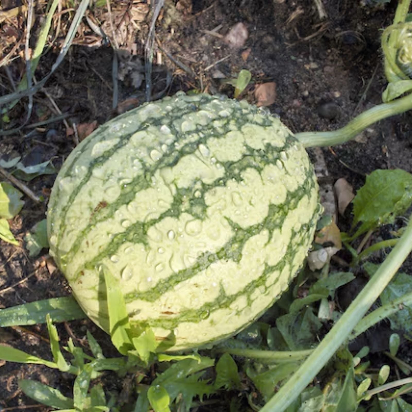 Dixie Queen Watermelon Seeds 20 Organic Heirloom Fruit Seeds for Gardening USA Grown Live Plant Cutting Bare Root Starter Plant