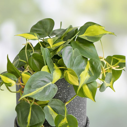 Philodendron Cuttings Combo 6 Pack Micans Brasil Green Indoor Houseplant Live Plant Starter