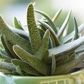 Gasteria Glomerata Succulent Plant Live Indoor Houseplant Low Maintenance Greenery Real Succulent Cutting