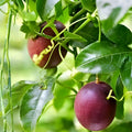 Passion Fruit Seeds Edulis Purple Edible Vine Passiflora edulis Live Plant Cutting Starter Plant Organic Fruit Seeds Free Shipping USA