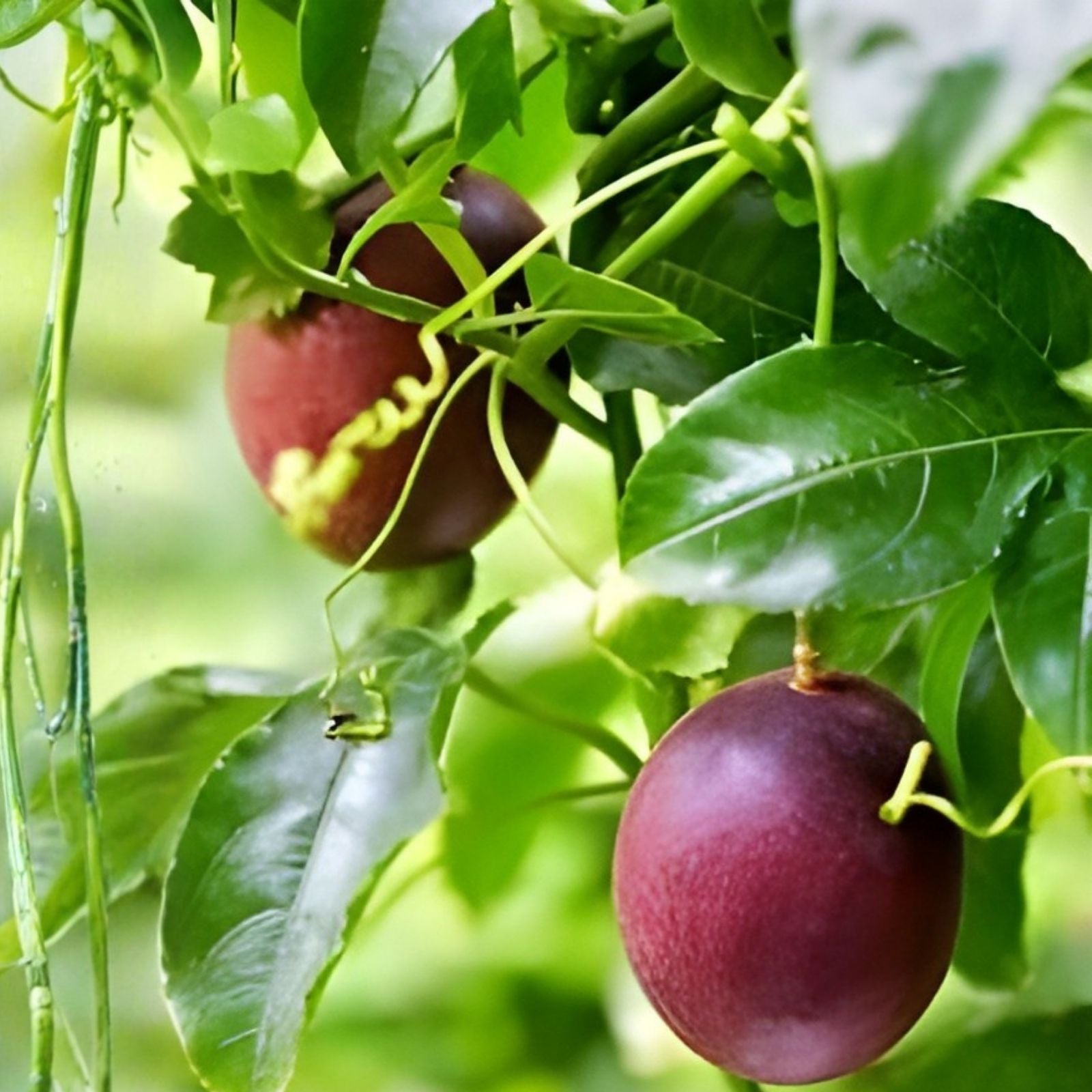 Passion Fruit Seeds Edulis Purple Edible Vine Passiflora edulis Live Plant Cutting Starter Plant Organic Fruit Seeds Free Shipping USA