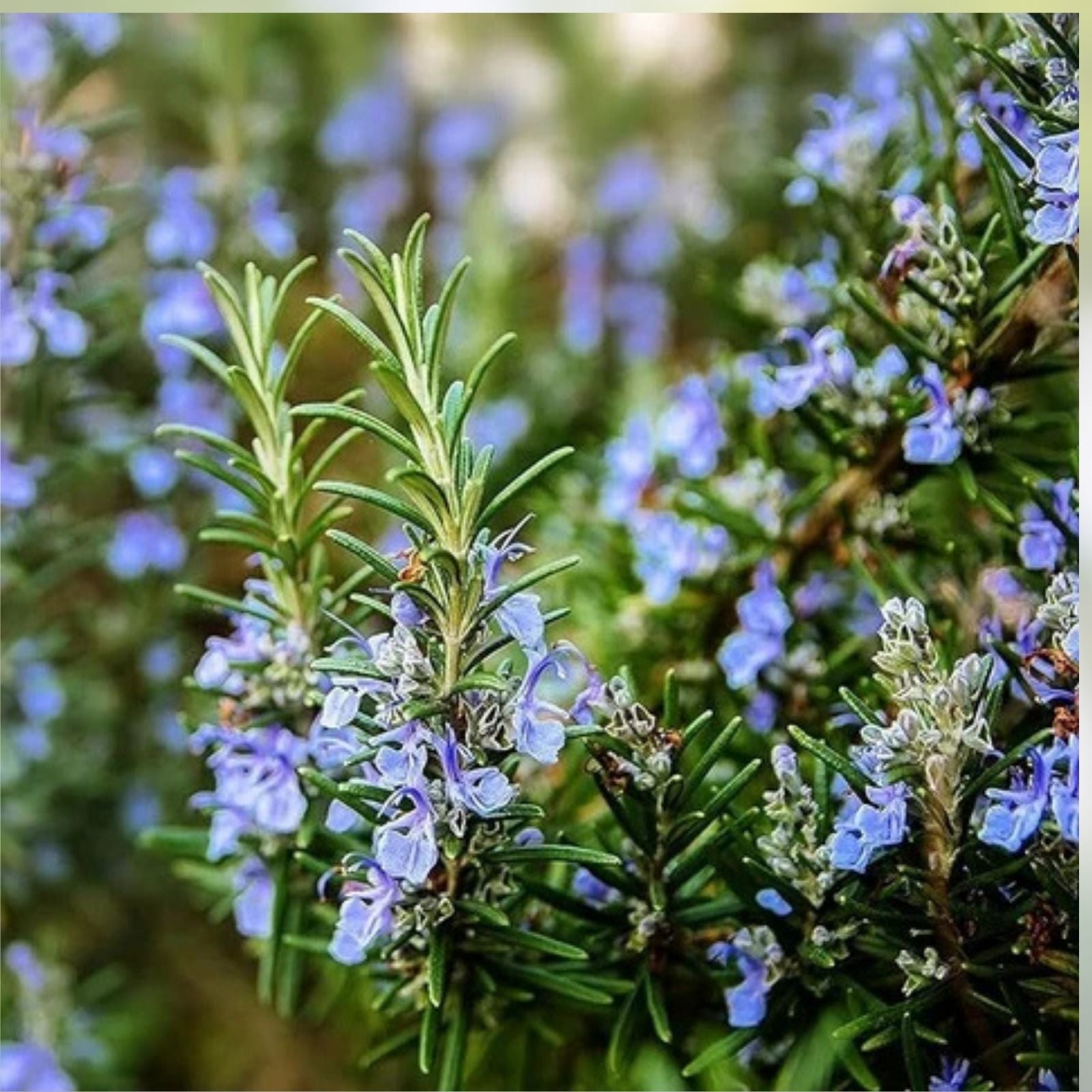 Live Rosemary Cuttings - 8 Pack, Rosmarinus officinalis Herb Garden Starter, Fast-Growing Live Plant, Culinary Herb, Indoor Outdoor Plant