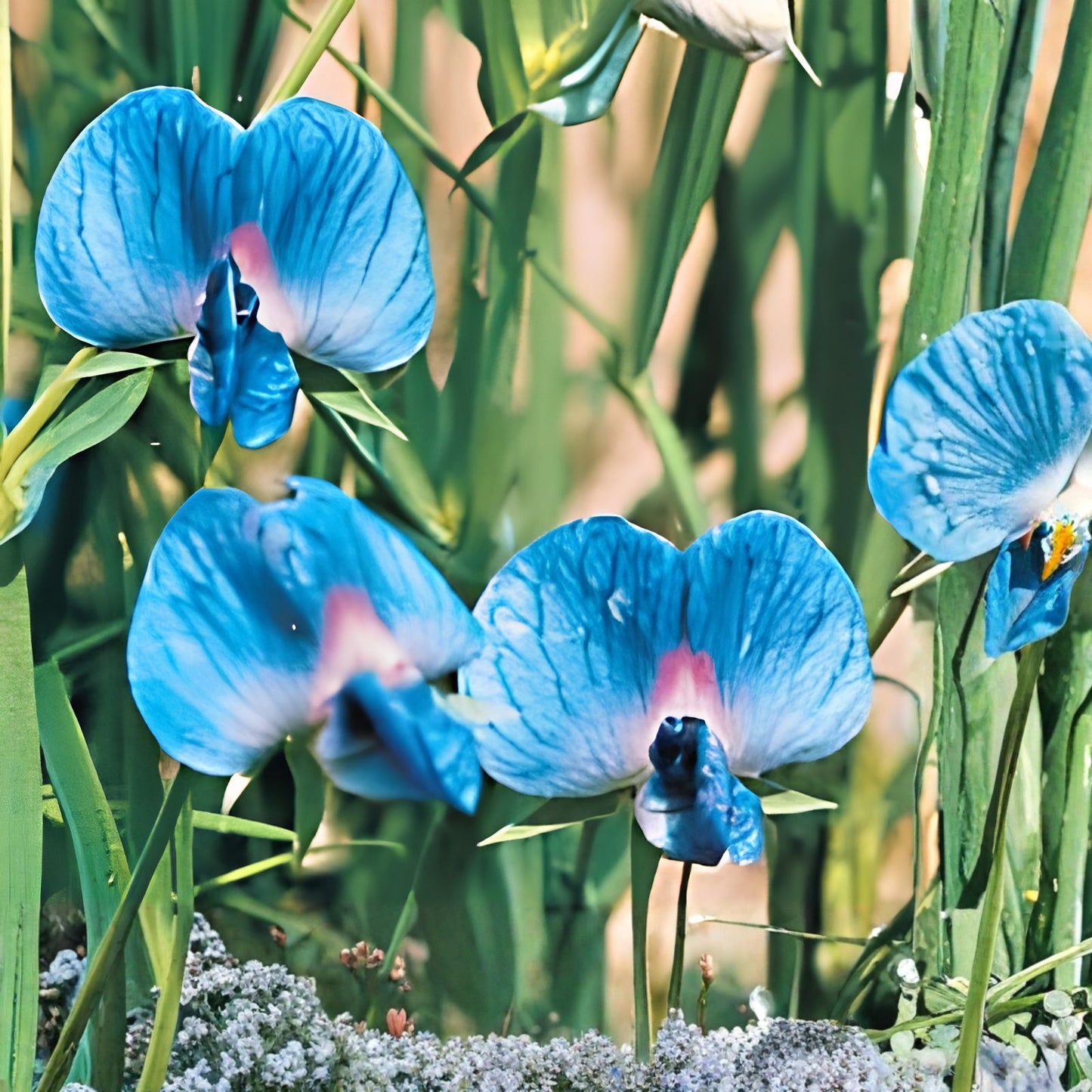 King TUT Blue Sweet Pea Seeds – 5 Rare Lathyrus sativus azureus Heirloom Variety for Planting