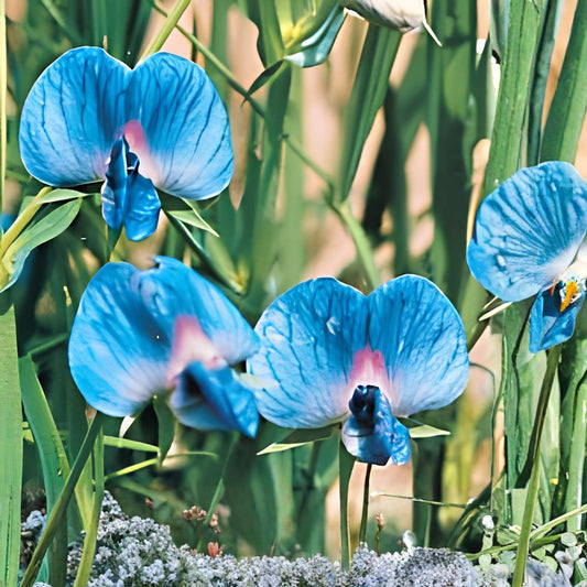 King TUT Blue Sweet Pea Seeds – 5 Rare Lathyrus sativus azureus Heirloom Variety for Planting