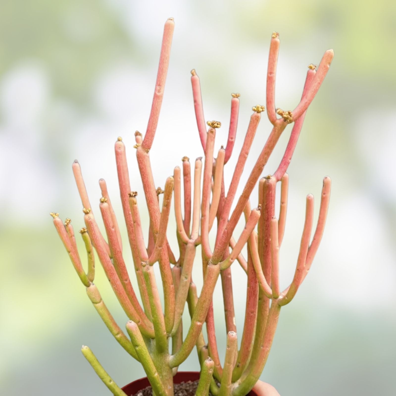 10 Euphorbia tirucalli Fire Sticks Cuttings - Drought Tolerant Succulent Live Plants, Indoor & Outdoor, Easy Care, Pencil Cactus