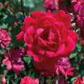 Knock Out Red Rose Bush Cuttings – 3 Live 6" Rose Plants – Rosa 'Knock Out' Flowering Shrubs, Live Plant, Garden, Flowering Rose