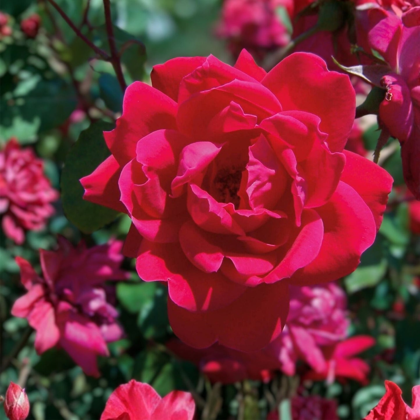 Knock Out Red Rose Bush Cuttings – 3 Live 6" Rose Plants – Rosa 'Knock Out' Flowering Shrubs, Live Plant, Garden, Flowering Rose