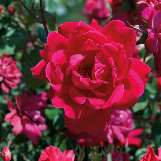 Knock Out Red Rose Bush Cuttings – 3 Live 6" Rose Plants – Rosa 'Knock Out' Flowering Shrubs, Live Plant, Garden, Flowering Rose