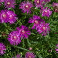 Magenta Ice Plant Cuttings Delosperma cooperi Purple Succulent Starter Plants for Garden Landscaping