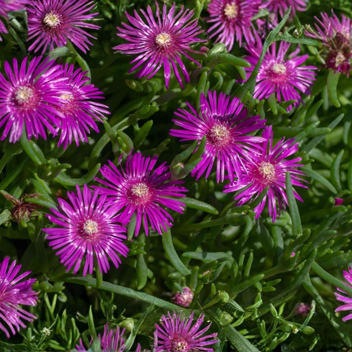 Magenta Ice Plant Cuttings Delosperma cooperi Purple Succulent Starter Plants for Garden Landscaping