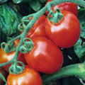 Assorted Cherry Tomato Seeds 100 Pack Organic Heirloom Non-GMO Vegetable Seeds Starter Plants