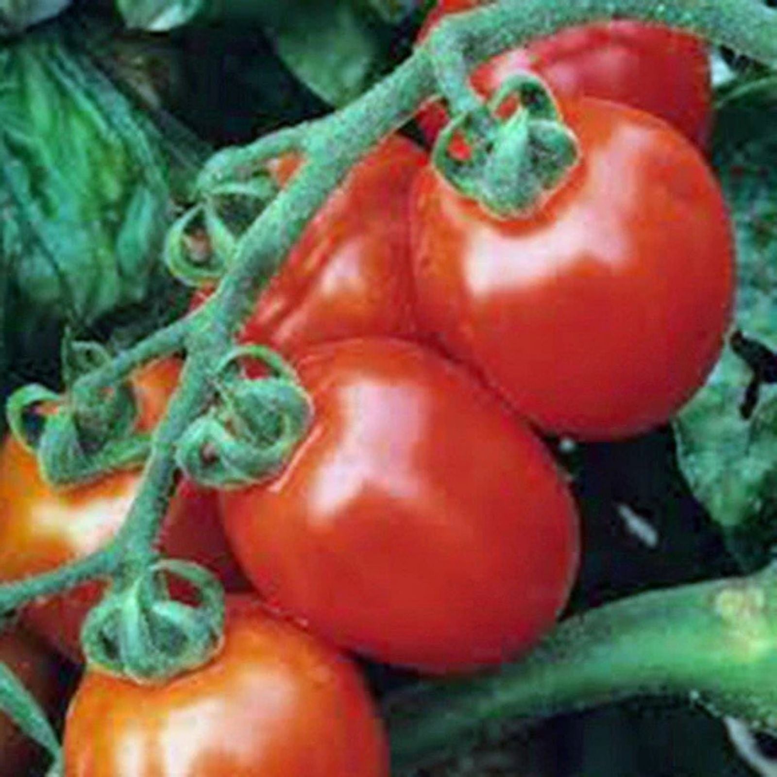 Assorted Cherry Tomato Seeds 100 Pack Organic Heirloom Non-GMO Vegetable Seeds Starter Plants