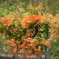 Florida Flame Phyrostegia Vine Starter Plant, Live Climber, Hummingbird Attractant, Ornamental Garden Vine, Small Rooted Plant
