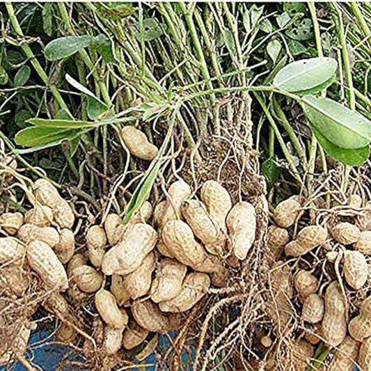 Peanut Seeds in Shell – 20 Count for Planting – Grow Your Own Peanuts – Arachis hypogaea – Fast Shipping