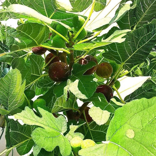 Vasilika Sika Fig Tree Cuttings 6 Pieces White Fig Cold Hardy Fruit Plant Starter Live Plant