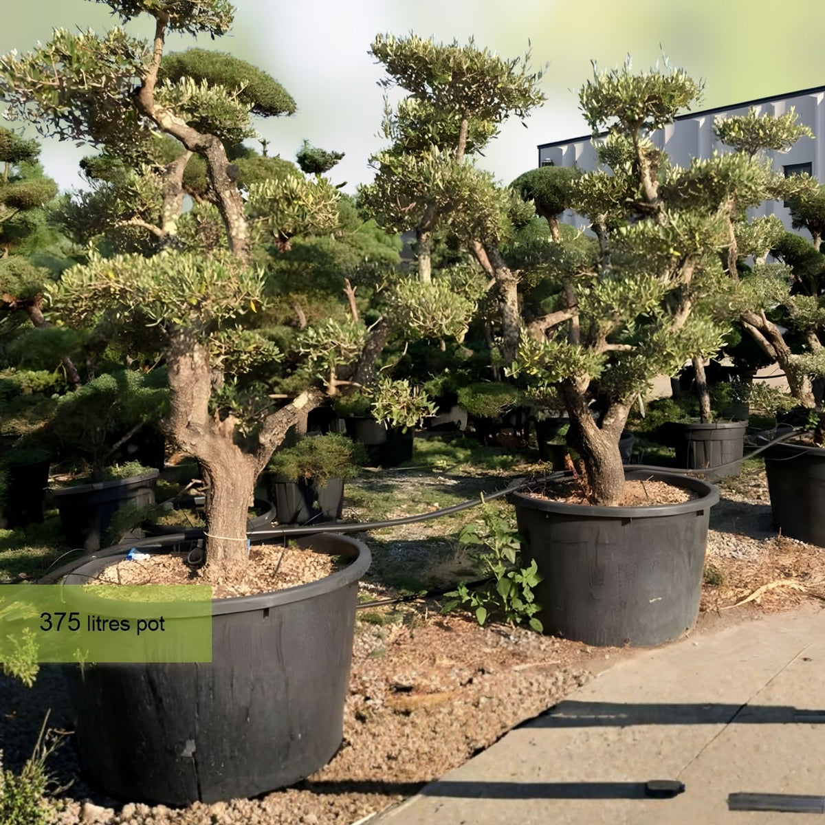 Bonsai Olive Tree Seeds 10 Pack | Olea europaea | Indoor & Outdoor Growing | Fast Growing for Bonsai Cultivation