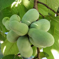 Paw Paw Tree Live Plant Asimina triloba Edible Fruit Tree 12-18 Inches Hardy Landscaping Zones 5-9