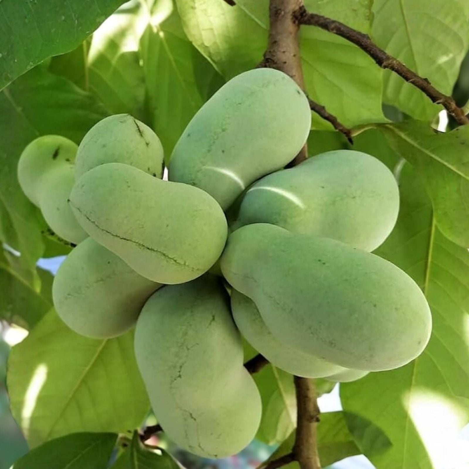 Paw Paw Tree Live Plant Asimina triloba Edible Fruit Tree 12-18 Inches Hardy Landscaping Zones 5-9