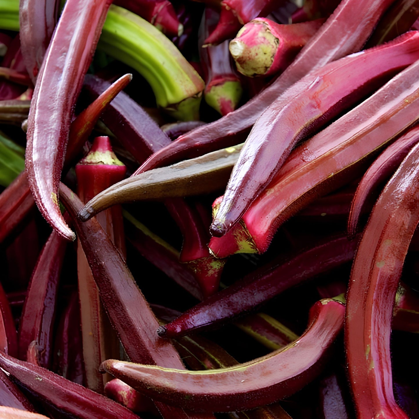 Heirloom Okra Seeds Red Burgundy Vegetable Seeds Non-GMO Garden Plant Abelmoschus esculentus 100 Pack