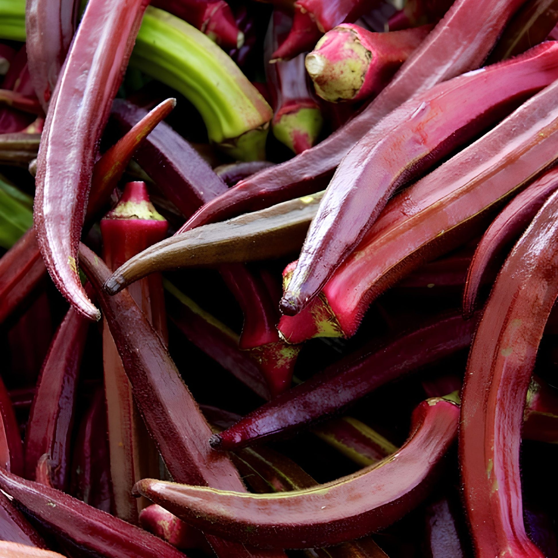 Heirloom Okra Seeds Red Burgundy Vegetable Seeds Non-GMO Garden Plant Abelmoschus esculentus 100 Pack