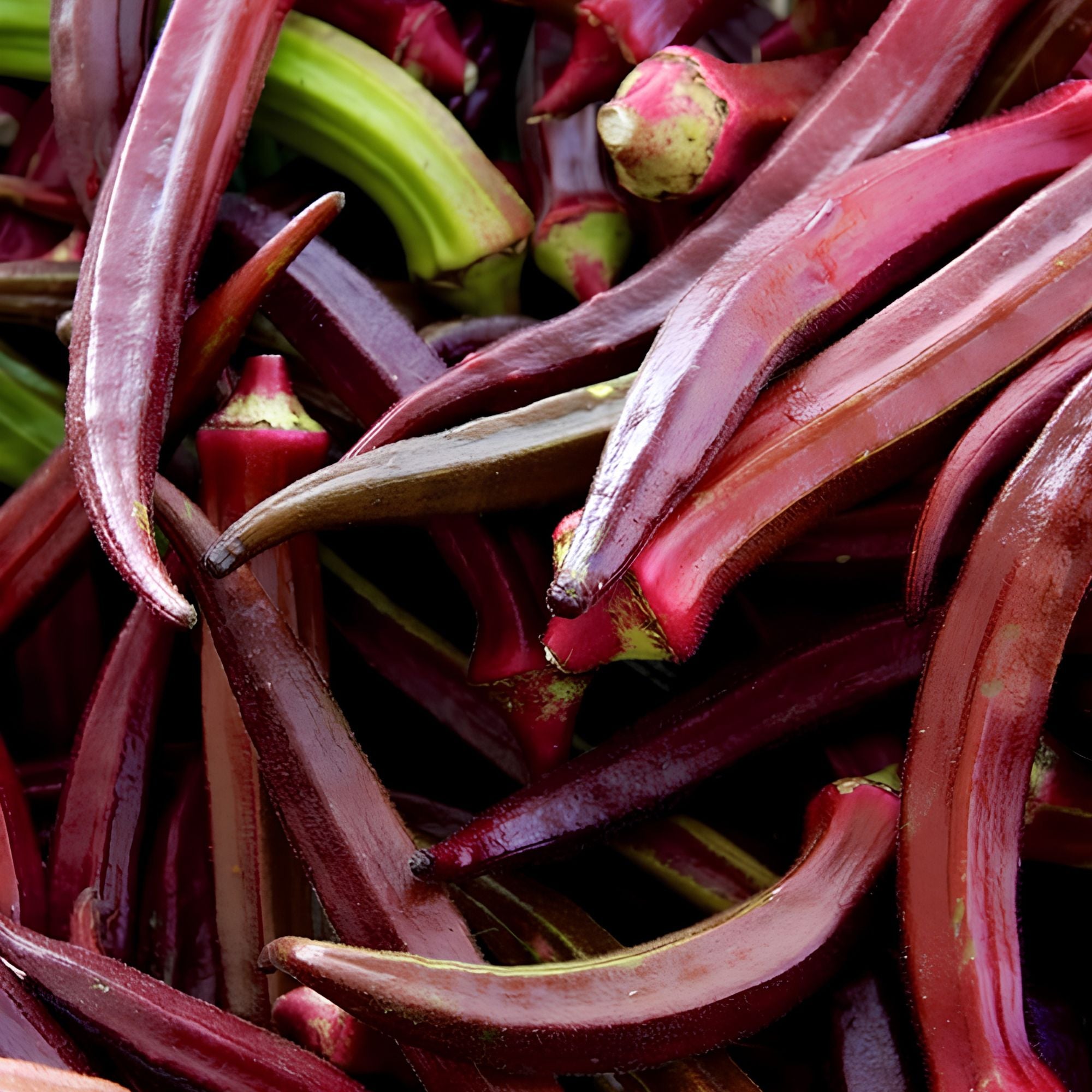 Heirloom Okra Seeds Red Burgundy Vegetable Seeds Non-GMO Garden Plant Abelmoschus esculentus 100 Pack