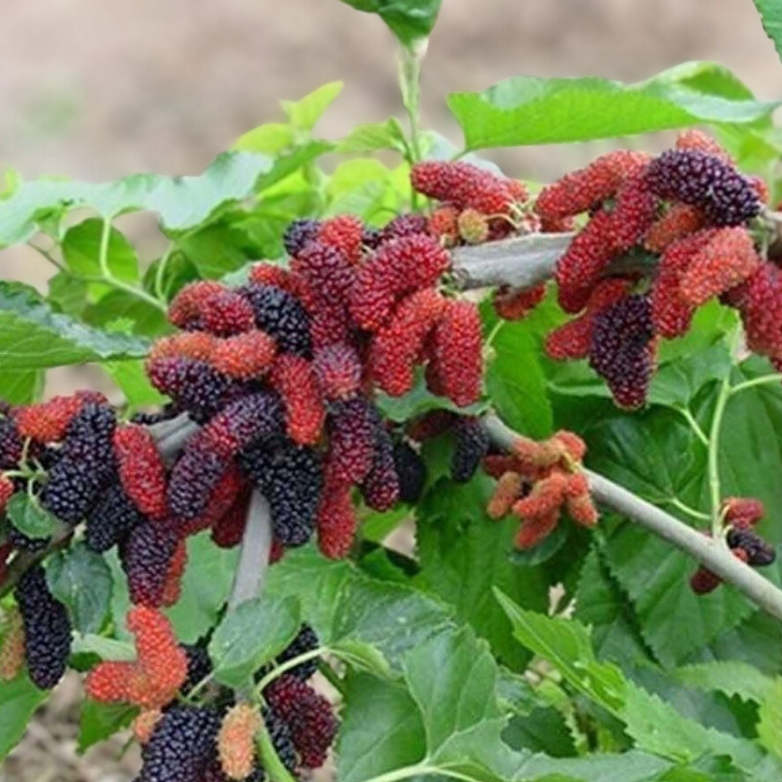 Red Mulberry Live Plant Set of 2 – Morus alba, 16-24 inches, edible fruit tree, fruit bearing, organic gardening, starter plants