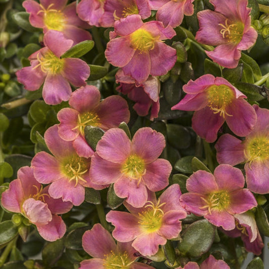 Jumbo Portulaca Cuttings Magenta Orange Splash Portulaca Grandiflora Samba Live Plant Starter Bare Root Houseplant