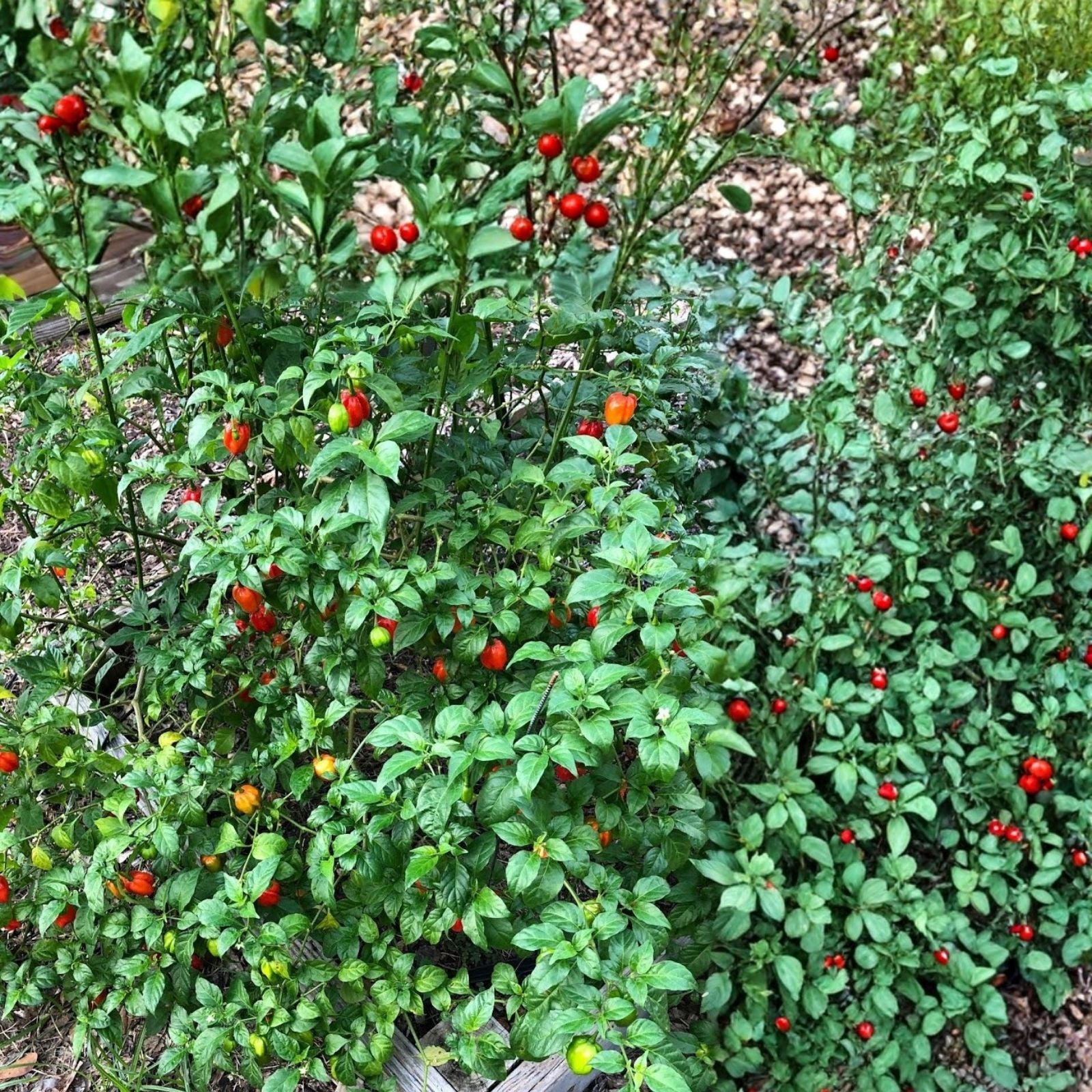 Aji Dulce Pepper Plant 4-inch | Sweet Chili Pepper (Capsicum baccatum) Live Houseplant, Starter, Bare Root, Cutting