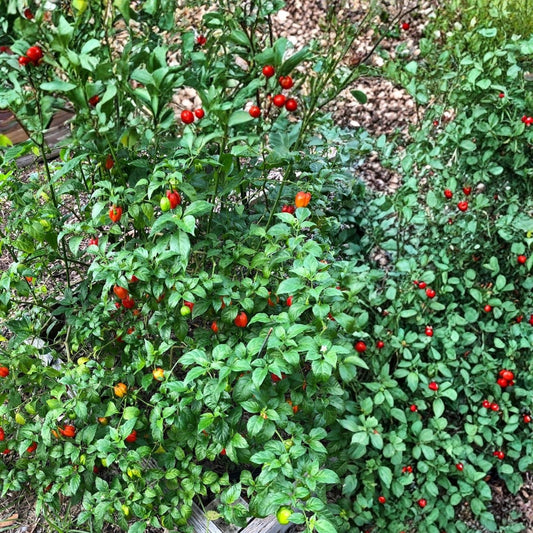 Aji Dulce Pepper Plant 4-inch | Sweet Chili Pepper (Capsicum baccatum) Live Houseplant, Starter, Bare Root, Cutting