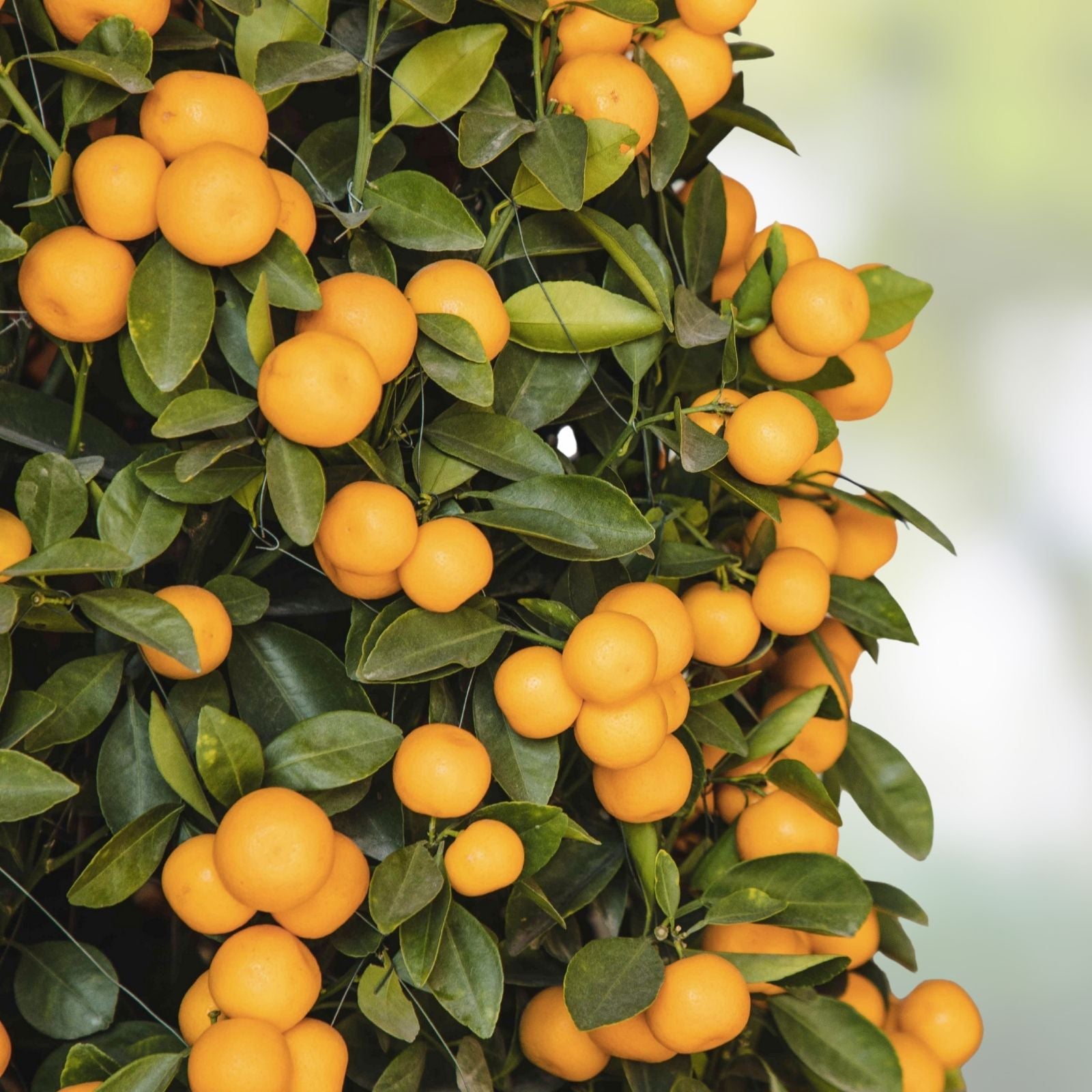 Orange Giant Citrus Cutting 6-inch | Citrus × sinensis | Live Indoor Plant, Houseplant, Fruit Tree, Starter Plant