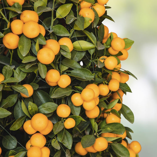 Orange Giant Citrus Cutting 6-inch | Citrus × sinensis | Live Indoor Plant, Houseplant, Fruit Tree, Starter Plant