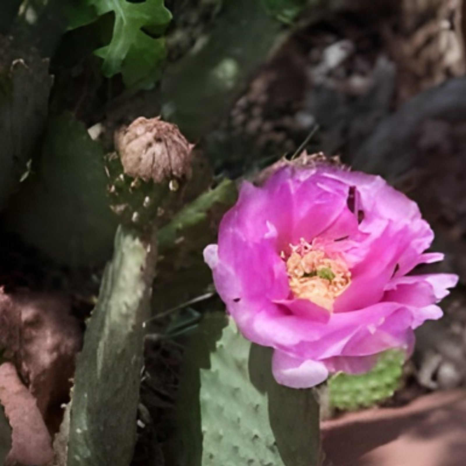 Beavertail Cactus 7.5" Pot | Opuntia basilaris | Drought-Tolerant Succulent Desert Plant | Fast Shipping