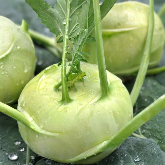 Kohlrabi Seeds Non-GMO Heirloom Early White Vienna Vegetable Garden Planting, Brassica oleracea, live plant, starter, bare root, cutting