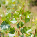 Hybrid Poplar Live Tree Cuttings - Populus deltoides Cottonless Cottonwood Shade Tree 12 Pack