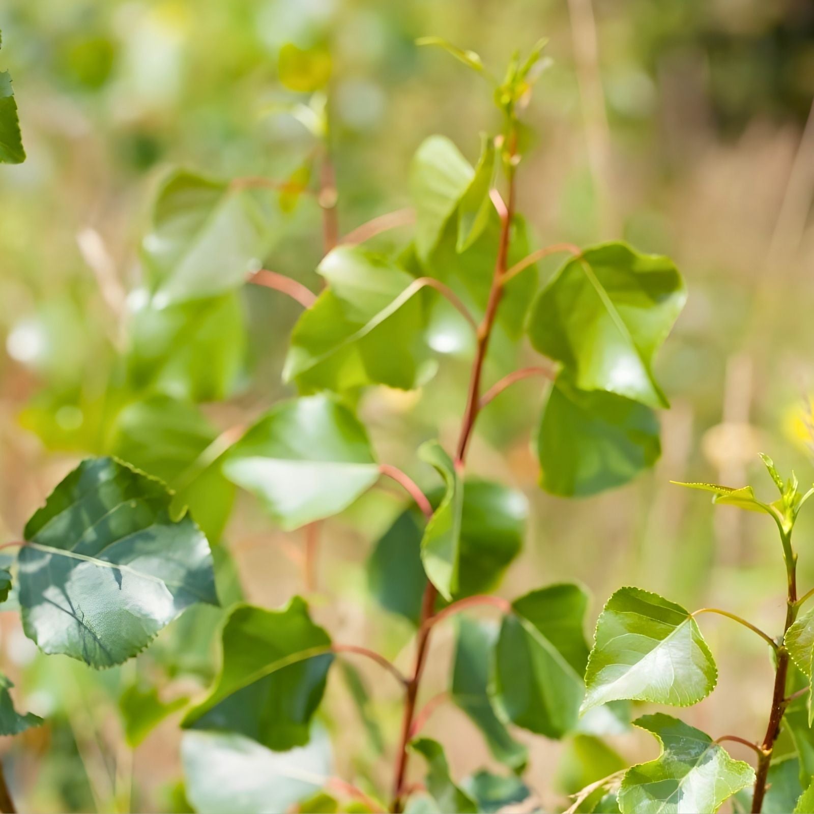 Hybrid Poplar Live Tree Cuttings - Populus deltoides Cottonless Cottonwood Shade Tree 12 Pack