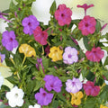 Four O'Clock Flower Seeds Mix 50 Pack - Marvel of Peru Perennial Mirabilis jalapa Garden Blooms Live Plant Cutting