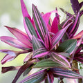Tradescantia Pink Lady Cuttings - 10 Rooted Indoor Plants - Pink Foliage Houseplant - Easy Care Tradescantia pallida