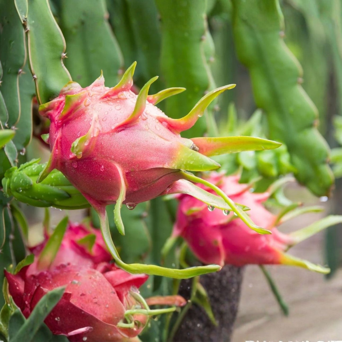Organic Dragon Fruit Cuttings 10 Varieties Hylocereus spp. Edible Fruit Plant Starter Live Plant
