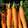 Carrot Seeds Danvers Half Long Organic Non-GMO Vegetable Gardening Daucus carota 50+ Seeds
