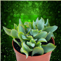 3" Ripple Jade Plant Crassula arborescens Undulatifolia Succulent Live Houseplant Blue Green Wavy Foliage