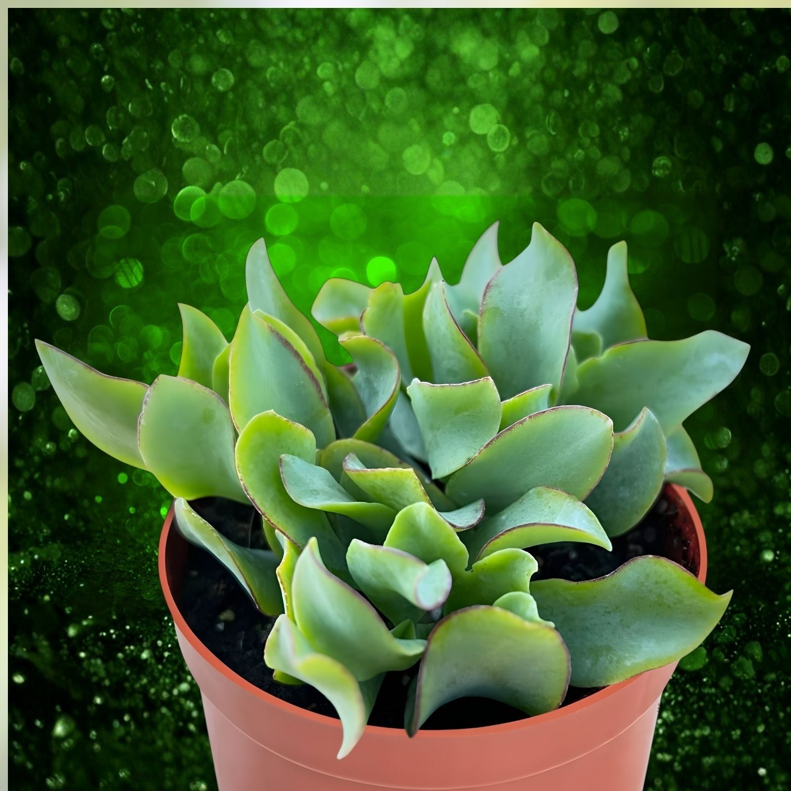 3" Ripple Jade Plant Crassula arborescens Undulatifolia Succulent Live Houseplant Blue Green Wavy Foliage
