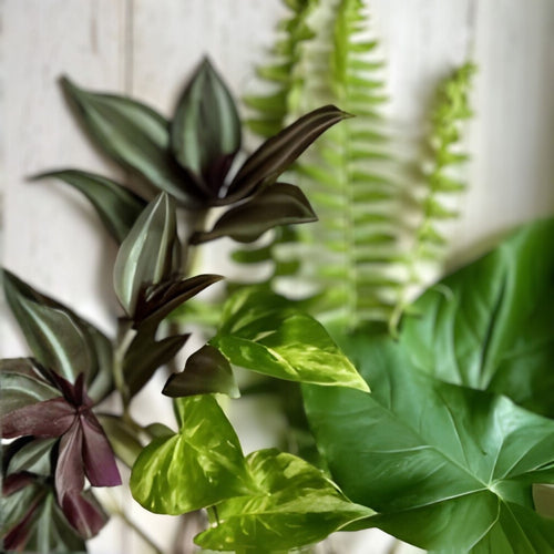 12 Rooted Ferns and Vines Plant Cuttings – Wandering Jew, Pothos, Arrowhead Indoor Garden Decor