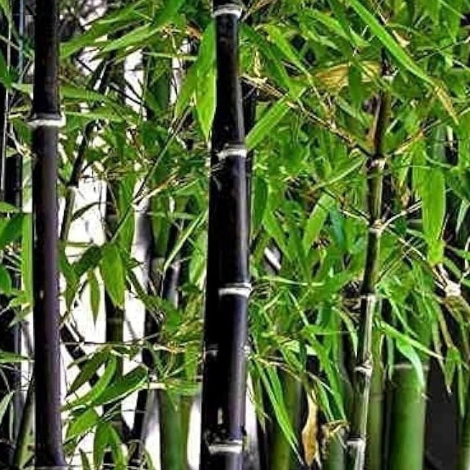 Emerald Fern Seeds for Planting – 6 Seeds, Foxtail Fern, Asparagus sprengeri, Tropical Indoor Plant, Fast Growing