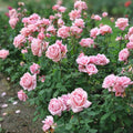 Pink Hybrid Tea Rose Bush Live Plant Rosa 'Tiffany' AARS Award Winner Garden Flower Fragrant Bloom 1-2'