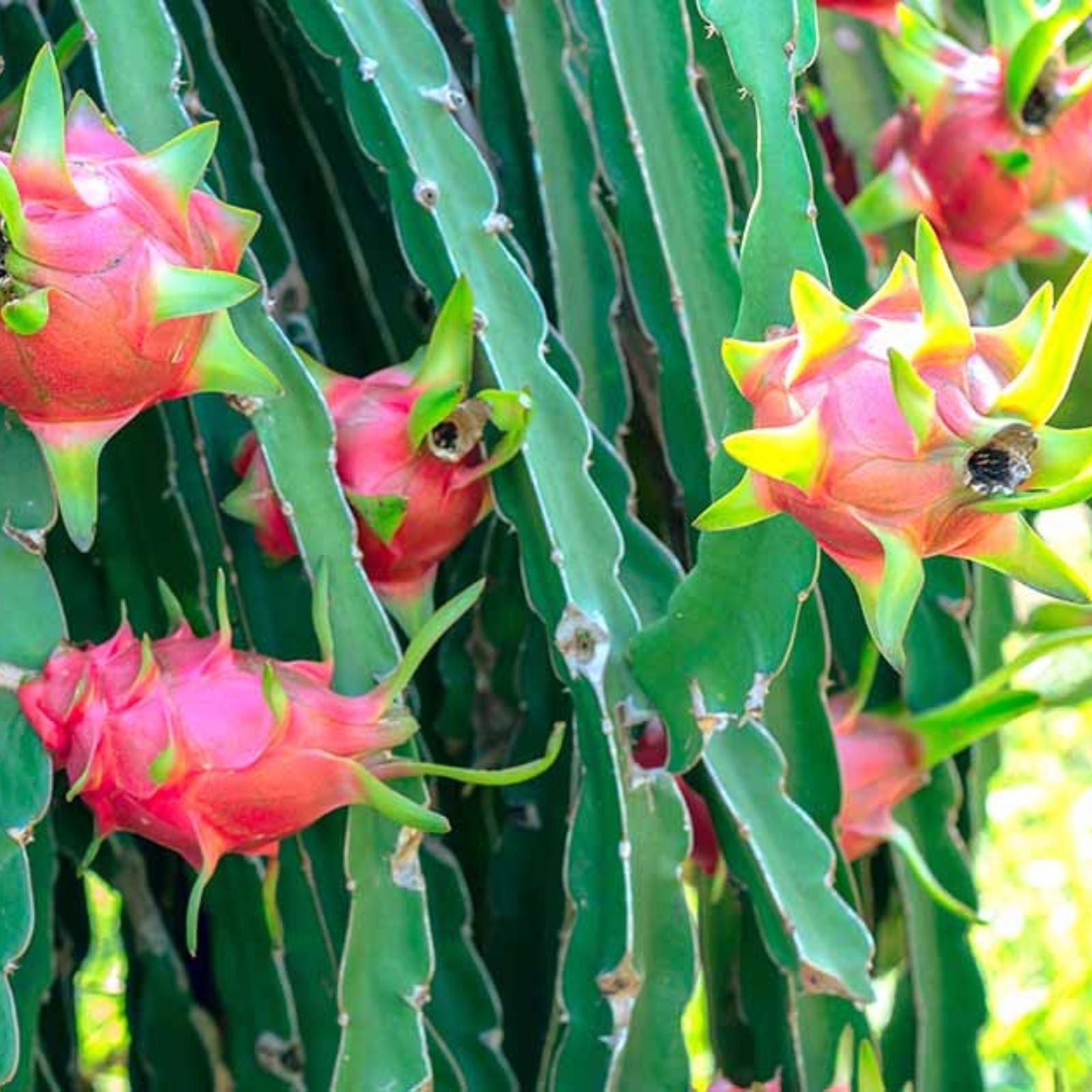 Dragon Fruit Cutting Sin Espinas Hylocereus undatus Edible Fruit Plant Propagation Live Starter Plant