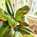 Fresh Live Magnolia Leaves - Green Foliage for Crafting & Decor - Magnolia grandiflora - Fresh Stock