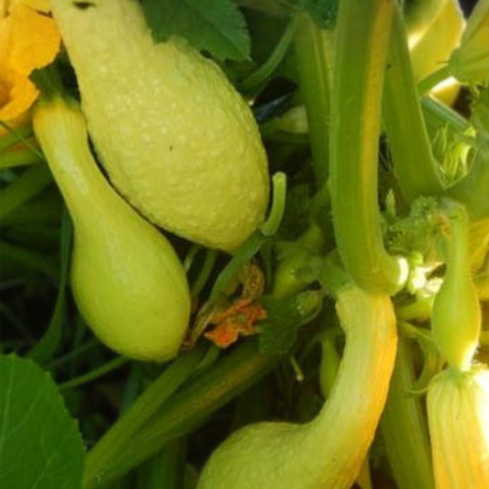 Golden Crookneck Squash Seeds – Heirloom Non-GMO Organic Vegetable Garden Seeds – Cucurbita pepo, Starter Plant, 500 Seeds