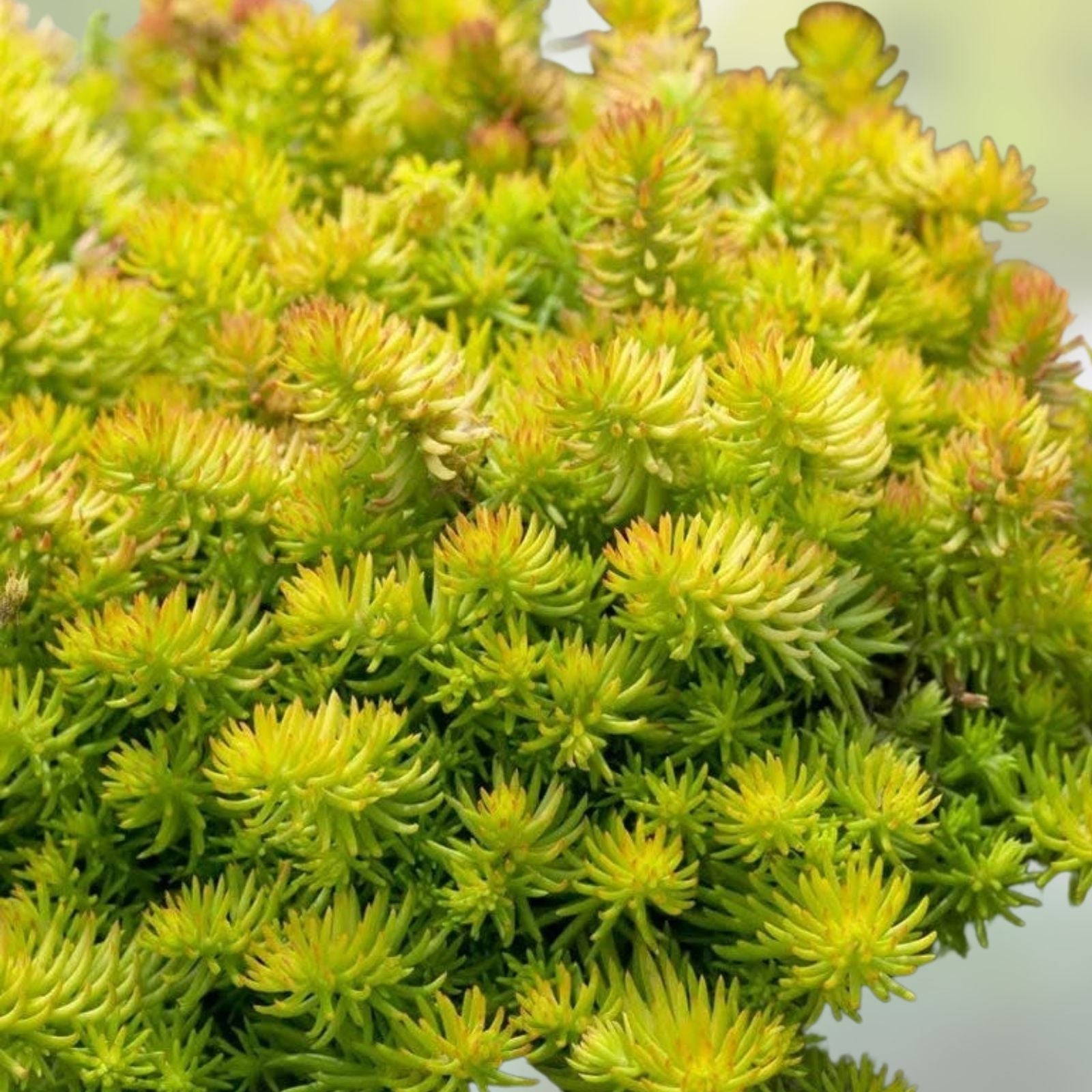 Creeping Sedum Ground Cover Plant 25 Cuttings Sedum spurium Drought Tolerant Low Growing Perennial