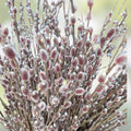 Pussy Willow Cuttings 18" Fresh Salix discolor Native Shrub for Planting and Propagation